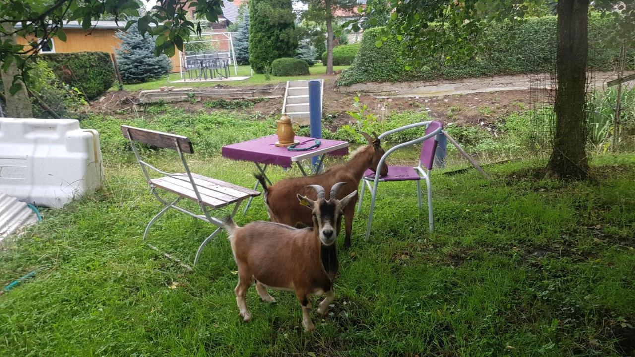 Zimmervermietung Zahn Baalberge Zewnętrze zdjęcie